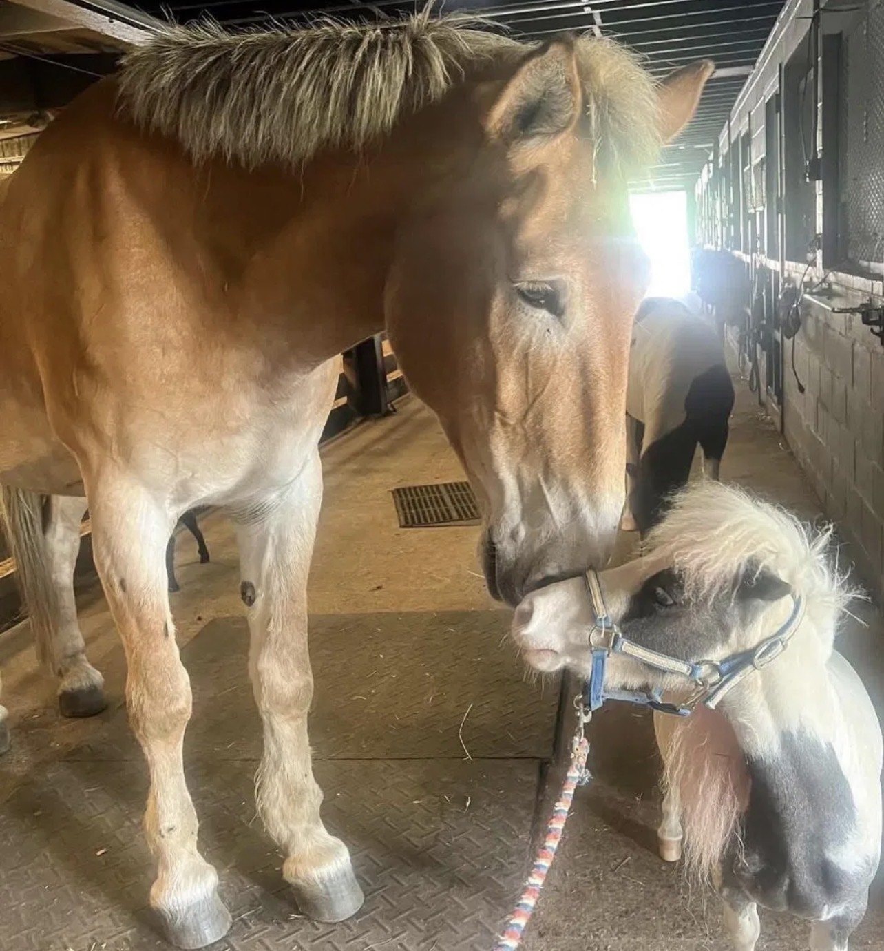A large horse and a small miniature horse nuzzling together in the Lionheart stable barn